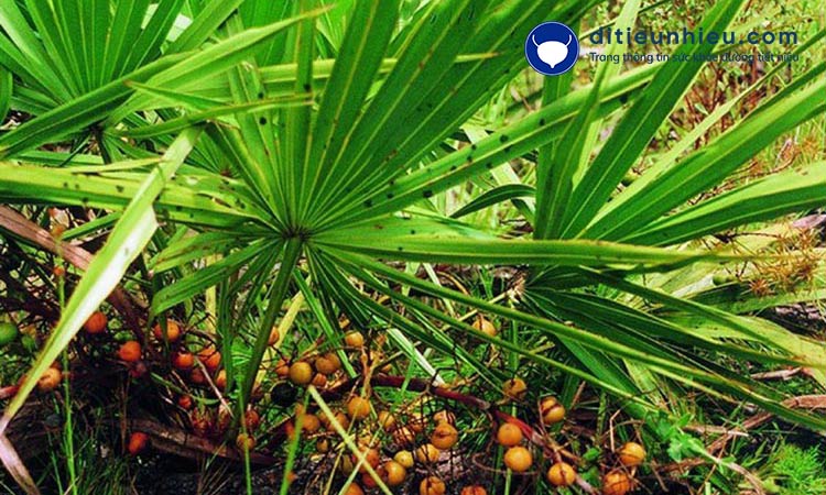 Xu hướng sử dụng sản phẩm an toàn từ thiên nhiên cải thiện tiểu đêm: Hạt bí đỏ, Cây cọ lùn... 2