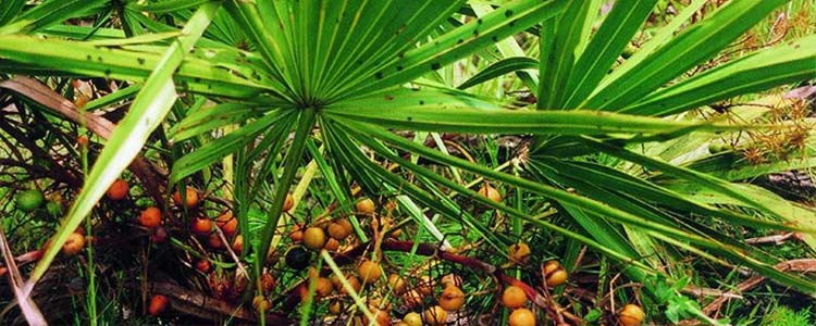 Các nhóm thảo dược được ưu tiên sử dụng trong điều trị tiểu đêm 2 Cọ lùn - Loại thảo dược cực kì nổi tiếng trong điều trị tiểu đêm ở Phương Tây