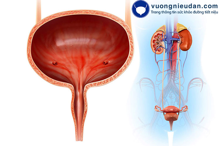 Tìm hiểu về tiểu không tự chủ vào ban đêm 1