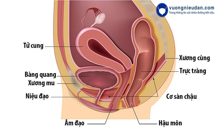 Kegels liên quan đến việc co thắt liên tục và thư giãn các cơ sàn chậu có chức năng giữ bàng quang