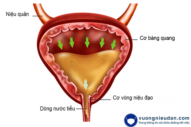 Sinh lý tiểu tiện ở người bình thường 1