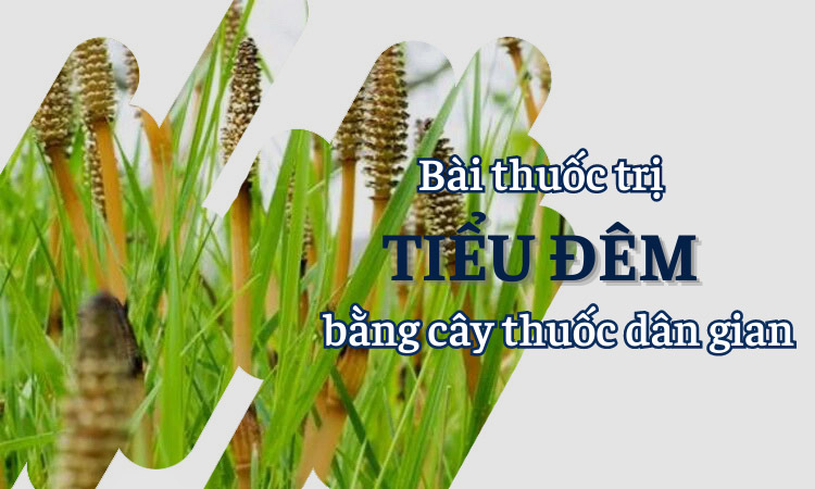 Bật mí 9 cây thuốc chữa đi tiểu đêm an toàn, hiệu quả, ít ai biết