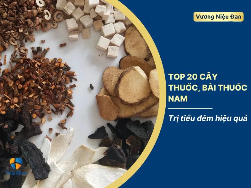 Top 20 cây thuốc, bài thuốc nam trị tiểu đêm hiệu quả