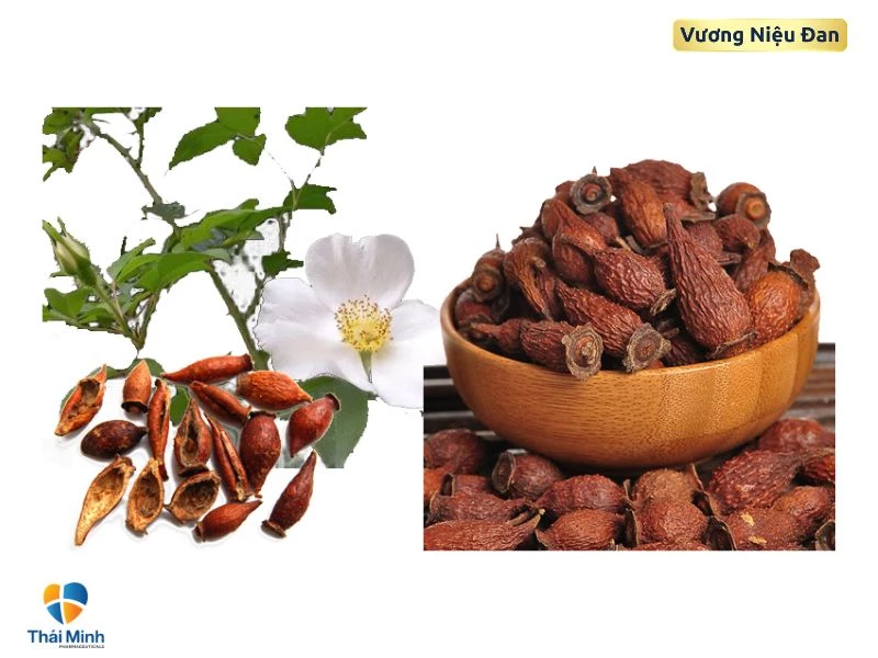 Kim anh giúp trị tiểu đêm nhiều