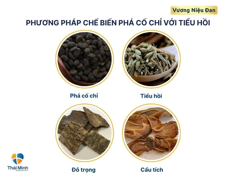 Chuẩn bị nguyên liệu thuốc từ phá cổ chỉ và tiều hồi