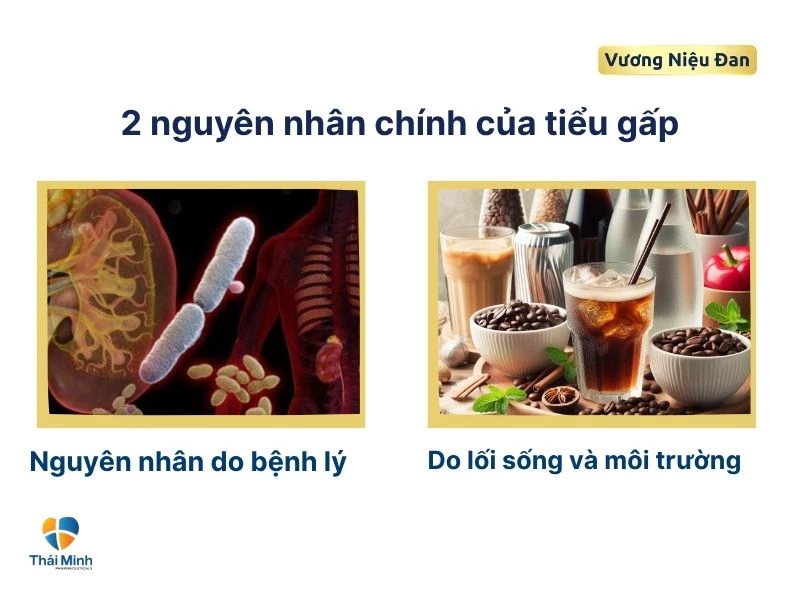 Nguyên nhân gây tiểu gấp