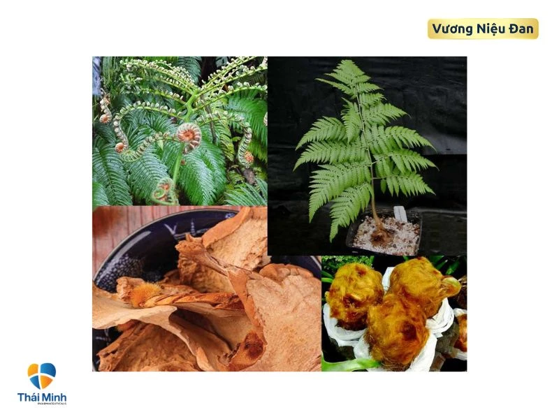 Uống nước ấm cẩu tích cùng thảo dược trị tiểu đêm