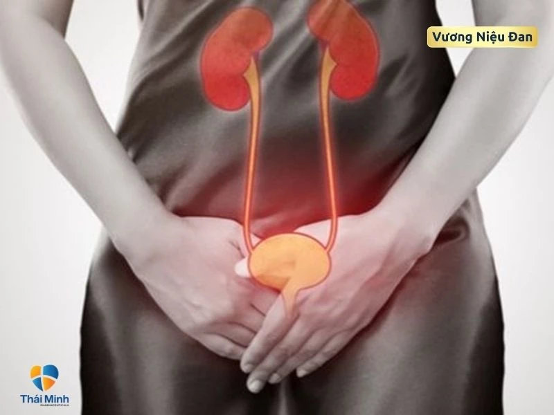 Tiểu nhiều có thể do thận yếu