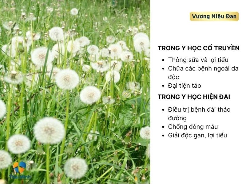 Bồ công anh với sức khỏe tổng thể con người