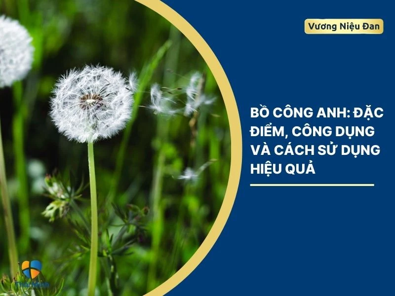 Bồ công anh: Đặc điểm, công dụng và cách sử dụng hiệu quả