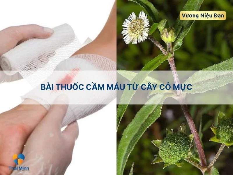 Cầm máu với cây cỏ mực