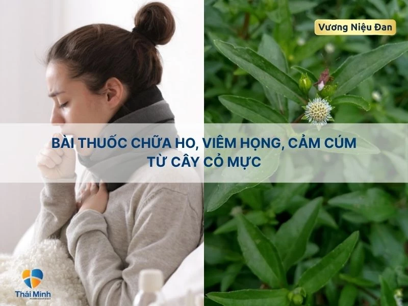 Bài thuốc chữa ho, viêm đờm cây cỏ mực