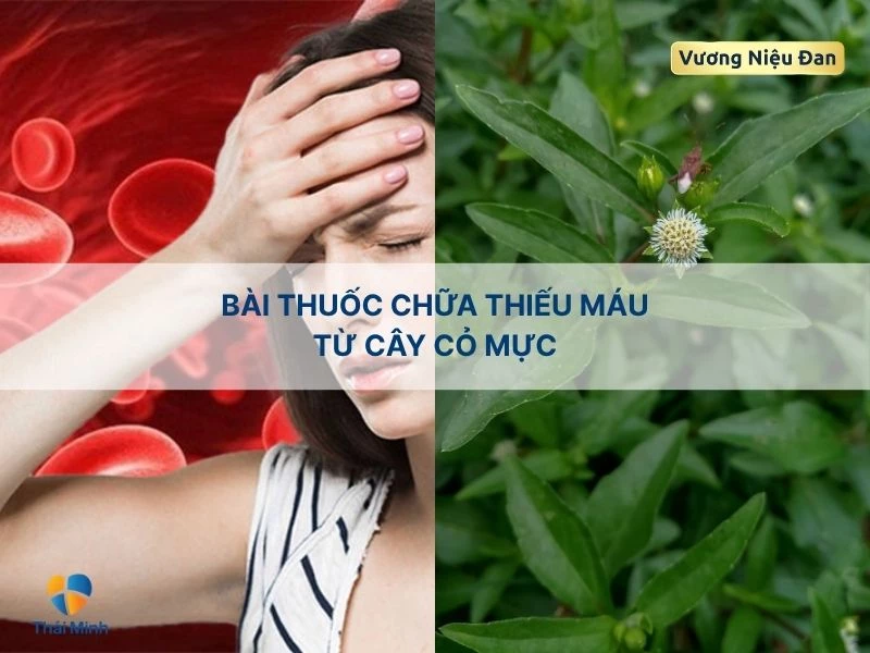 Bài thuốc chữa thiếu máu với cây cỏ mực