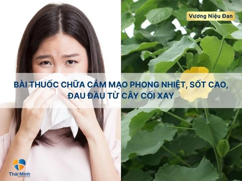Chữa cảm mạo phong nhiệt với bài thuốc cây cối xay