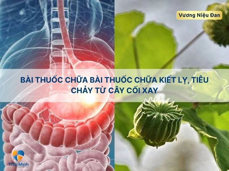 Bài thuốc chữa viêm loét dạ dày với cây cối xay