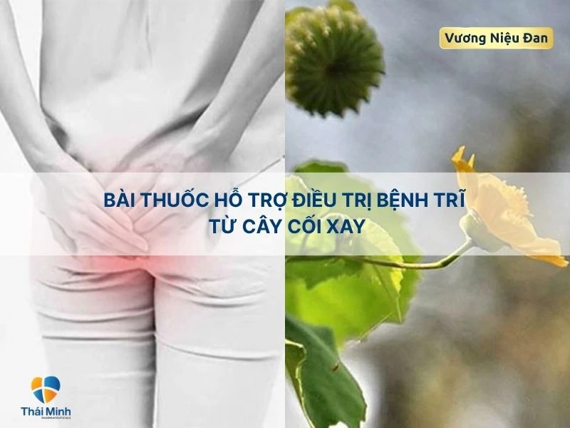 Hỗ trợ điều trị bệnh trĩ với với cây cối xay