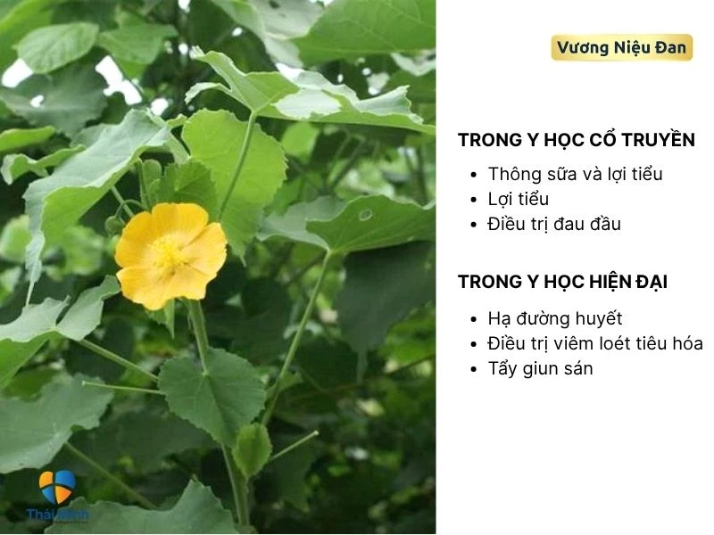 Công dụng của cây cối xay trong y học