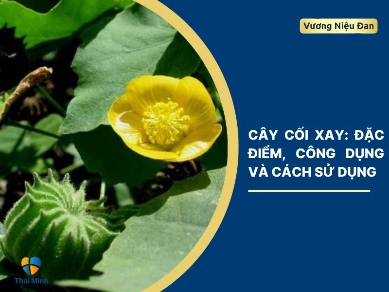 Cây cối xay: Đặc điểm, công dụng và cách sử dụng