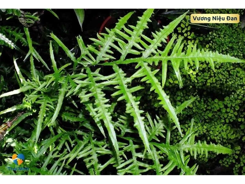 Bài thuốc cây phượng vĩ thảo chữa tiểu buốt