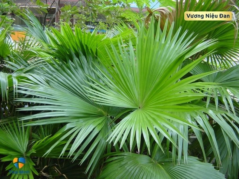Cọ lùn có lá hình quạt và sống ở Bắc Mỹ