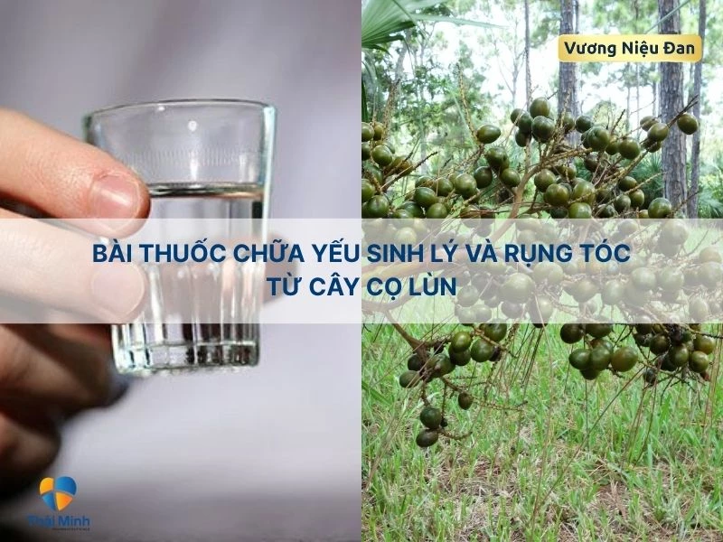 Bài thuốc cải thiện sinh lý với quả cọ lùn