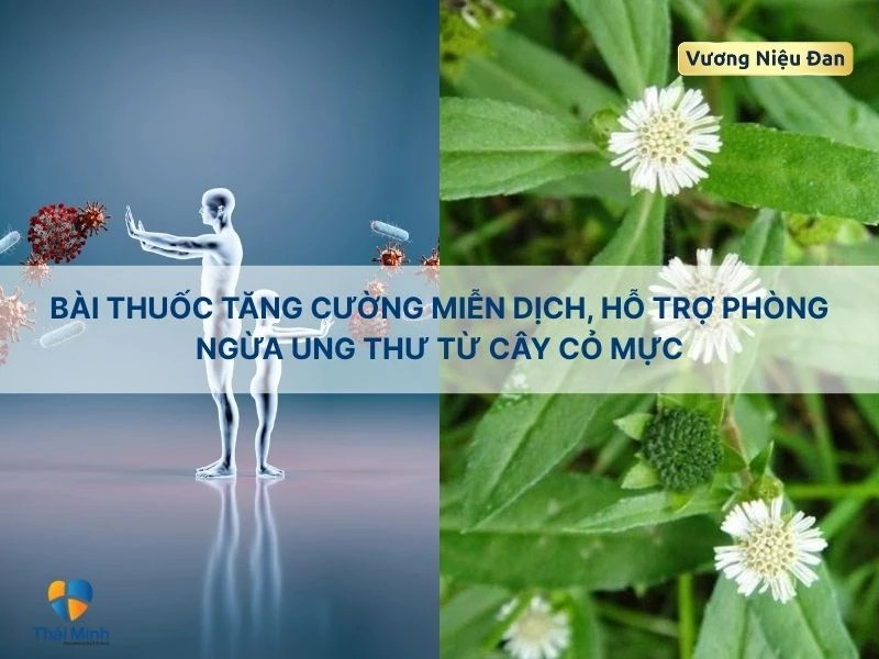 Cây cỏ mực hỗ trợ tăng cường hệ miễn dịch
