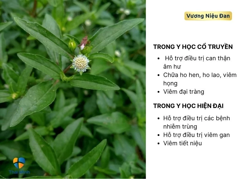 Cỏ mực được đánh giá cao trong y học do tác dụng đa dạng