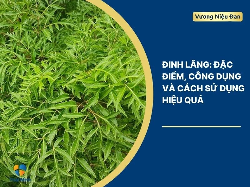 Đinh lăng: Đặc điểm, công dụng và cách sử dụng hiệu quả