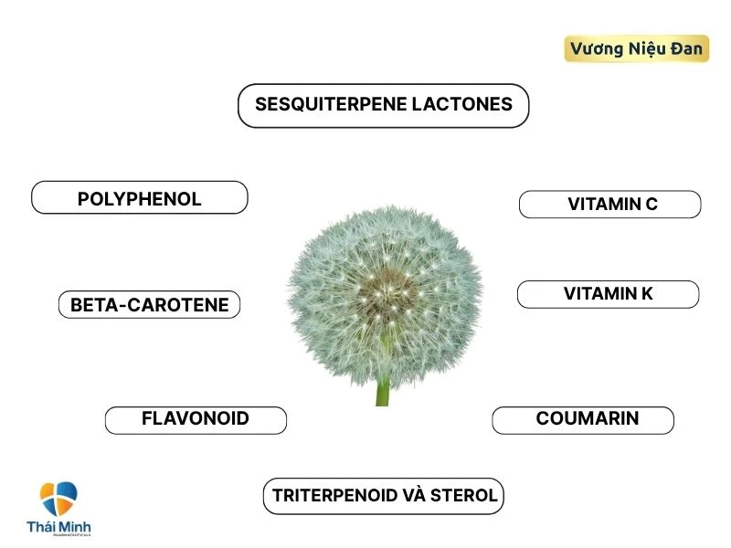 Thành phần hoạt chất có lợi trong bồ công anh
