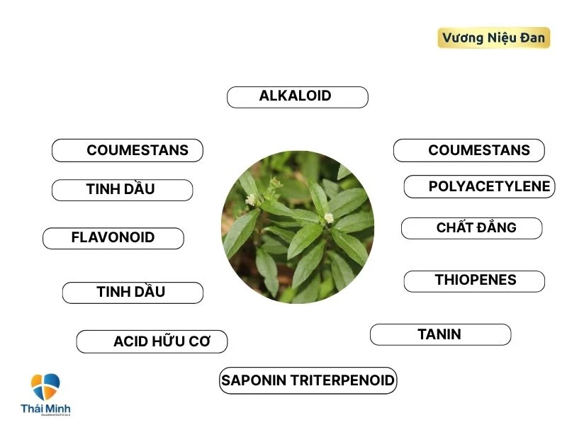  Cỏ mực có nhiều hoạt chất tốt cho sức khỏe