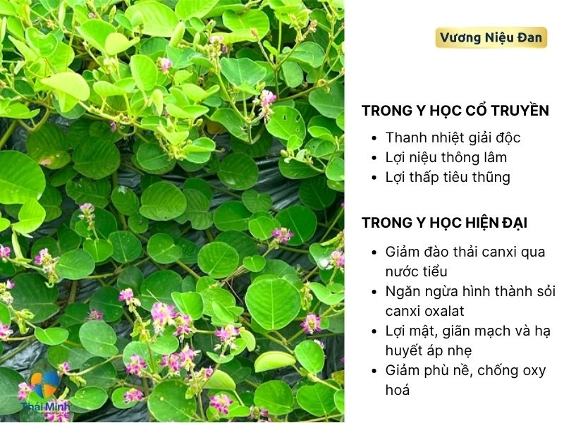 im tiền thảo với sức khỏe con người