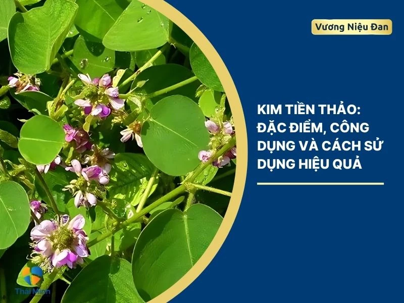 Kim Tiền Thảo: Đặc điểm, công dụng và cách sử dụng hiệu quả