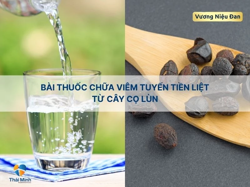 Giảm đau tuyến tiền liệt với nước sắc cọ lùn
