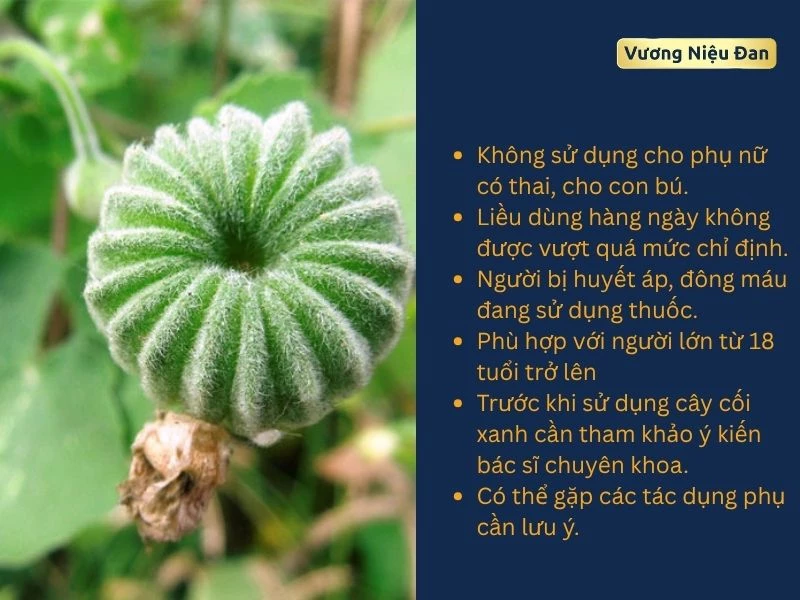 Lưu ý khi sử dụng cây cối xay điều trị bệnh