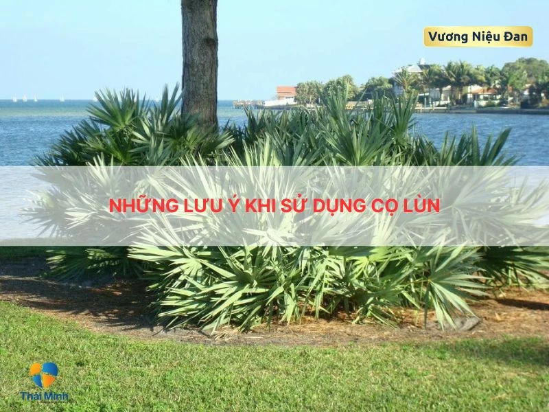 Lưu ý dùng cọ lùn để đảm bảo an toàn