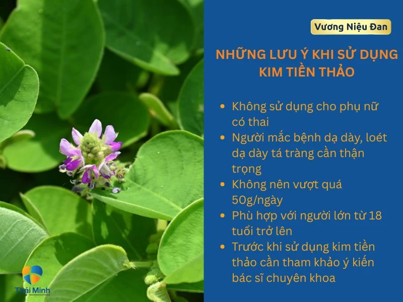 Lưu ý khi sử dụng kim tiền thảo hiệu quả