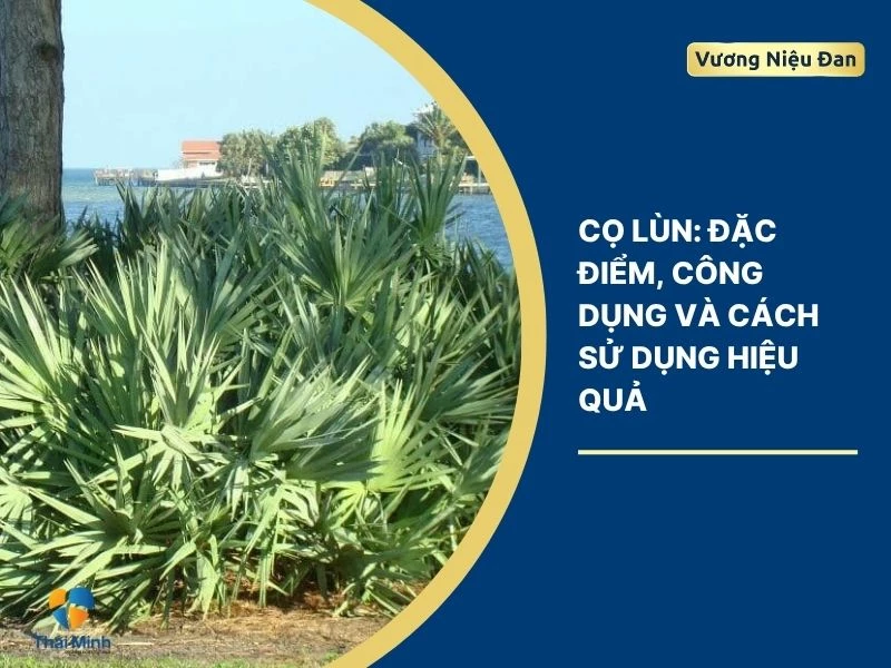 Cọ lùn: Đặc điểm, công dụng và cách sử dụng hiệu quả