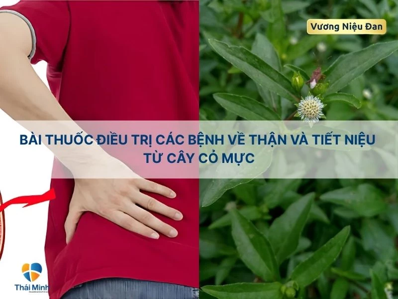 Bài thuốc trị bệnh tiết niệu với cây cỏ mực