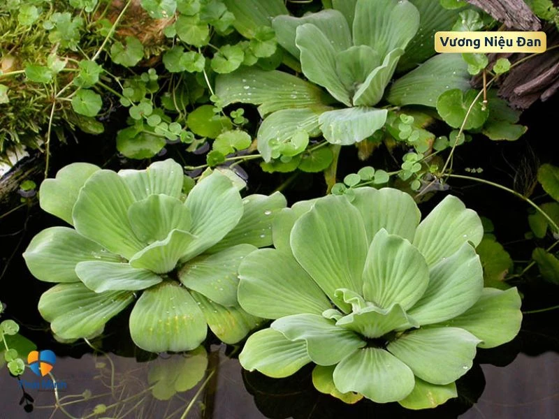 Bèo cái hỗ trợ trị tiểu buốt