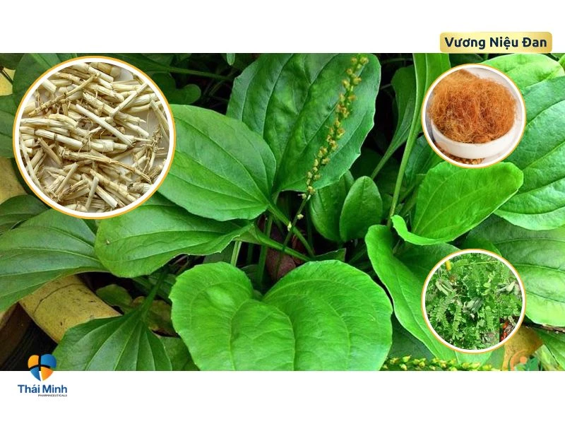 la-ma-de-ket-hop-thao-duoc-chua-tieu-buot