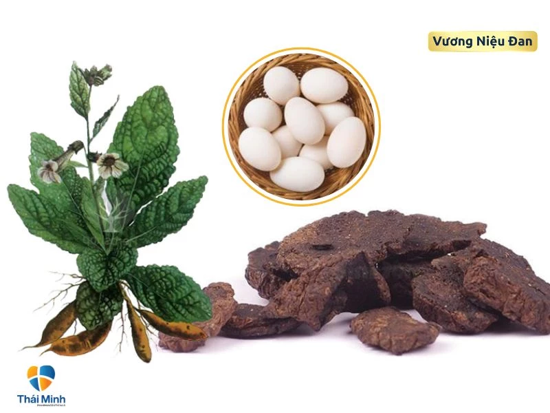 Sinh địa kết hợp trứng gà ta trị tiểu nhiều