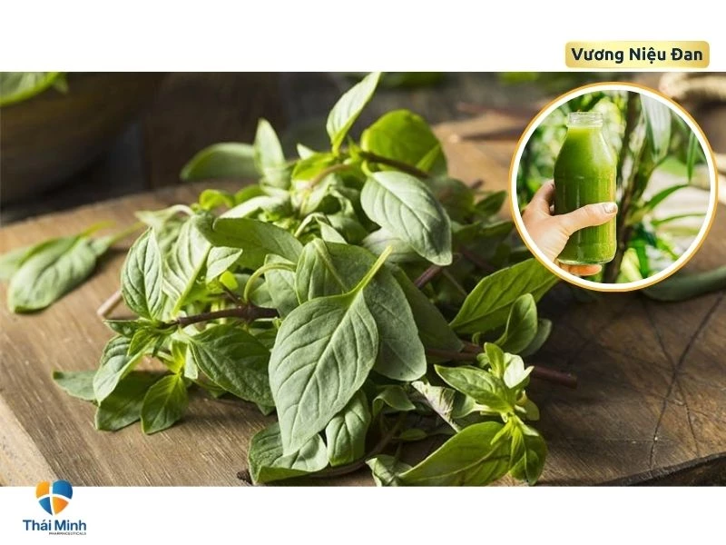 Nước ép rau húng quế giúp trị trĩ