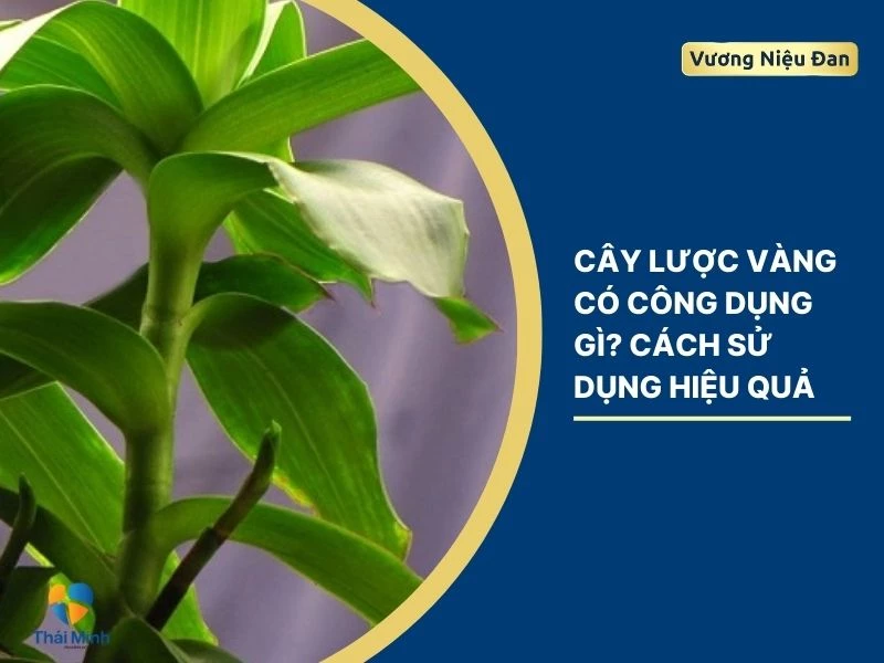 Cây lược vàng có công dụng gì? Cách sử dụng hiệu quả