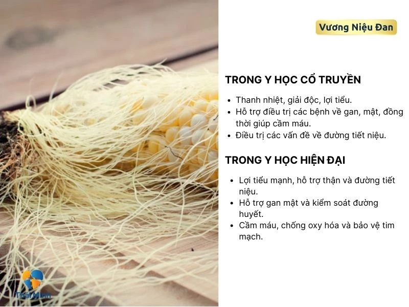 Râu ngô đối với con người