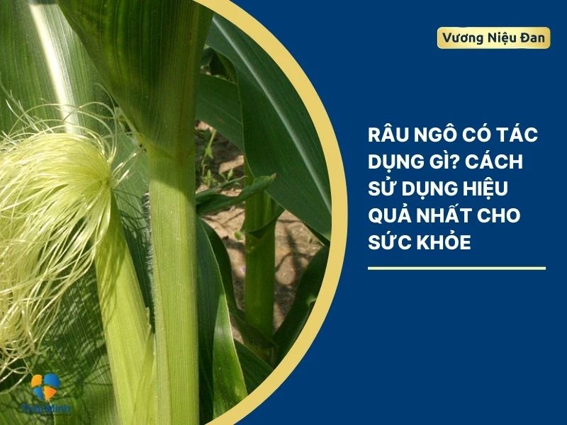Râu ngô có tác dụng gì? Cách sử dụng hiệu quả nhất cho sức khỏe