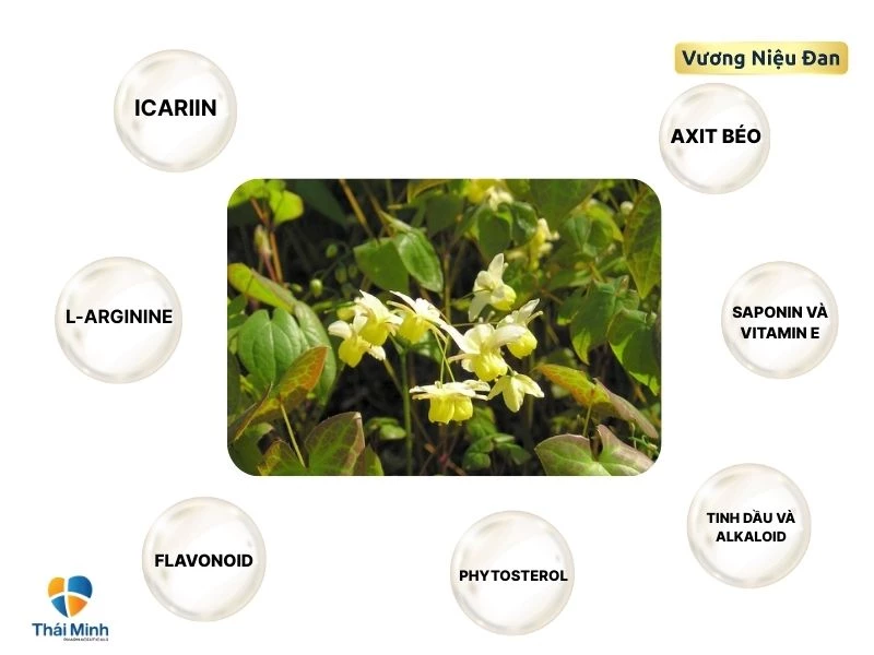 Thành phần hoạt chất dâm dương hoắc