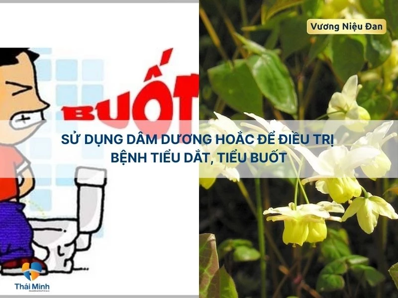 Dâm dương hoắc dùng để trị tiểu